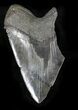Partial, Serrated Megalodon Tooth - Monster Tooth! #23406-1